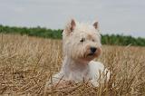 WESTIE 394